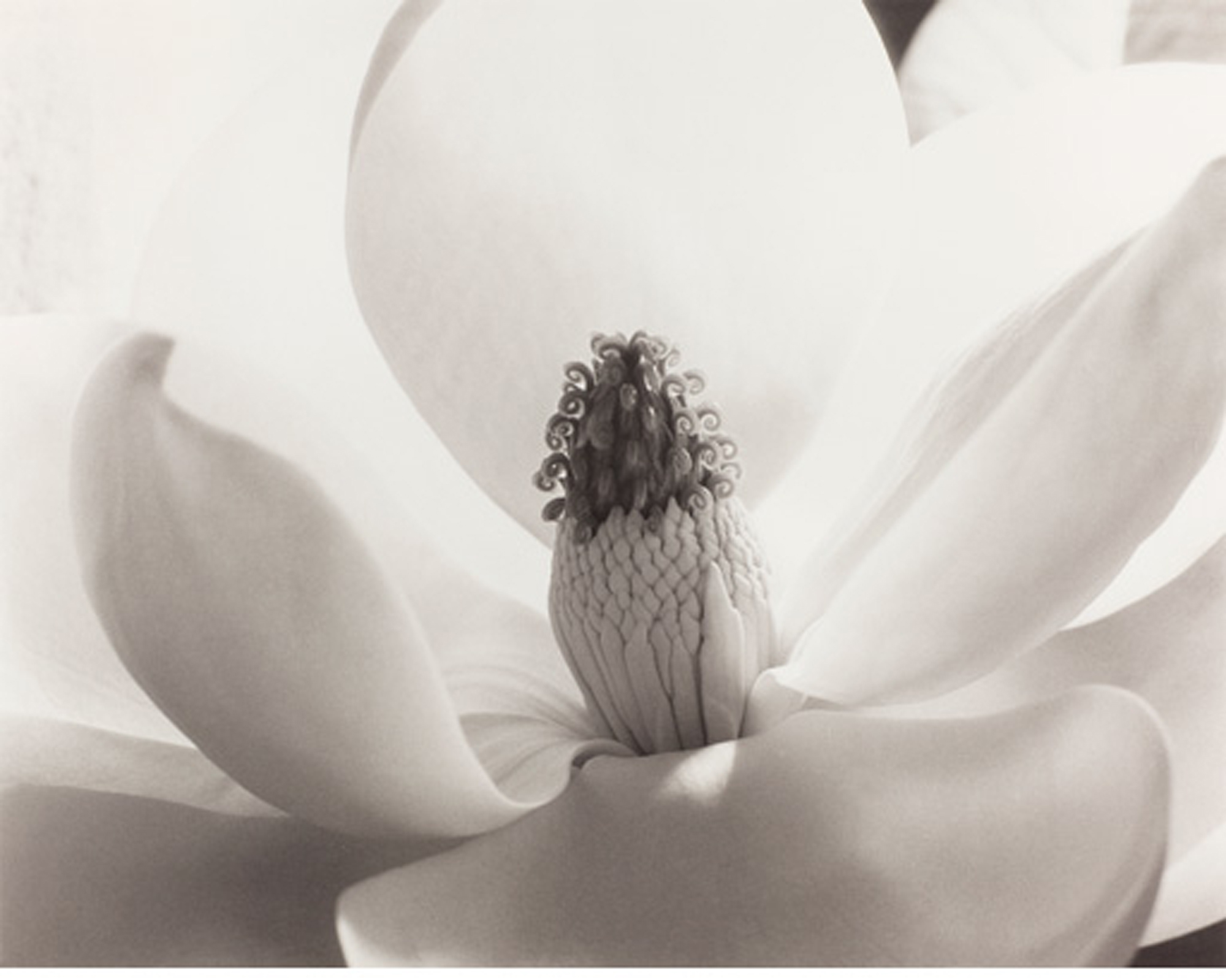 'Imogen Cunningham. Esencias'